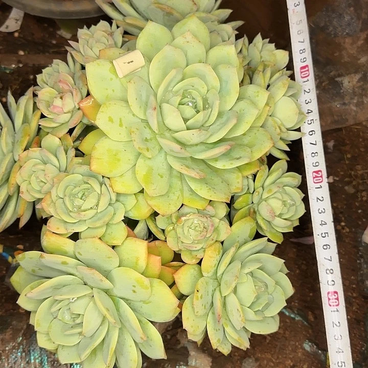 多肉植物一物一拍恋曲675