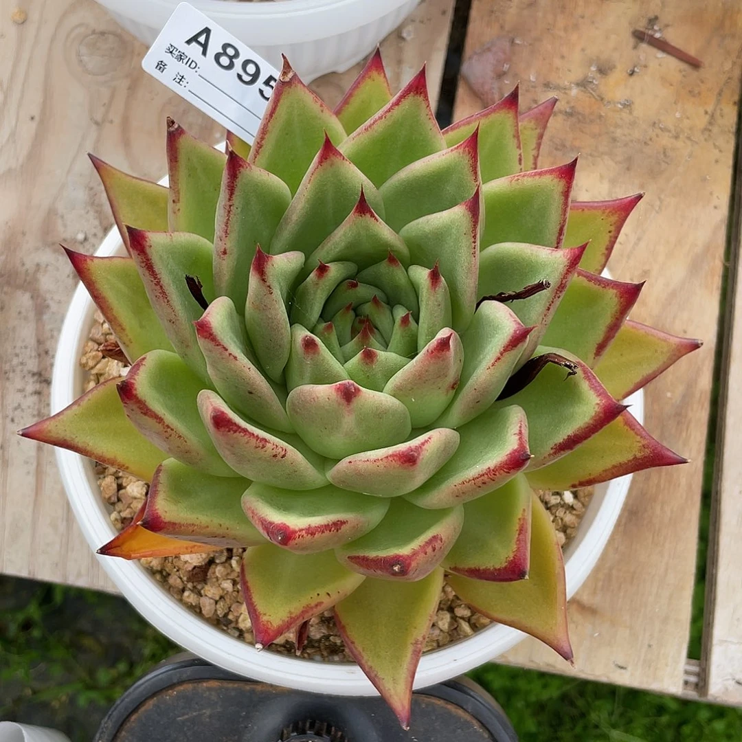 若如东云单拍A895