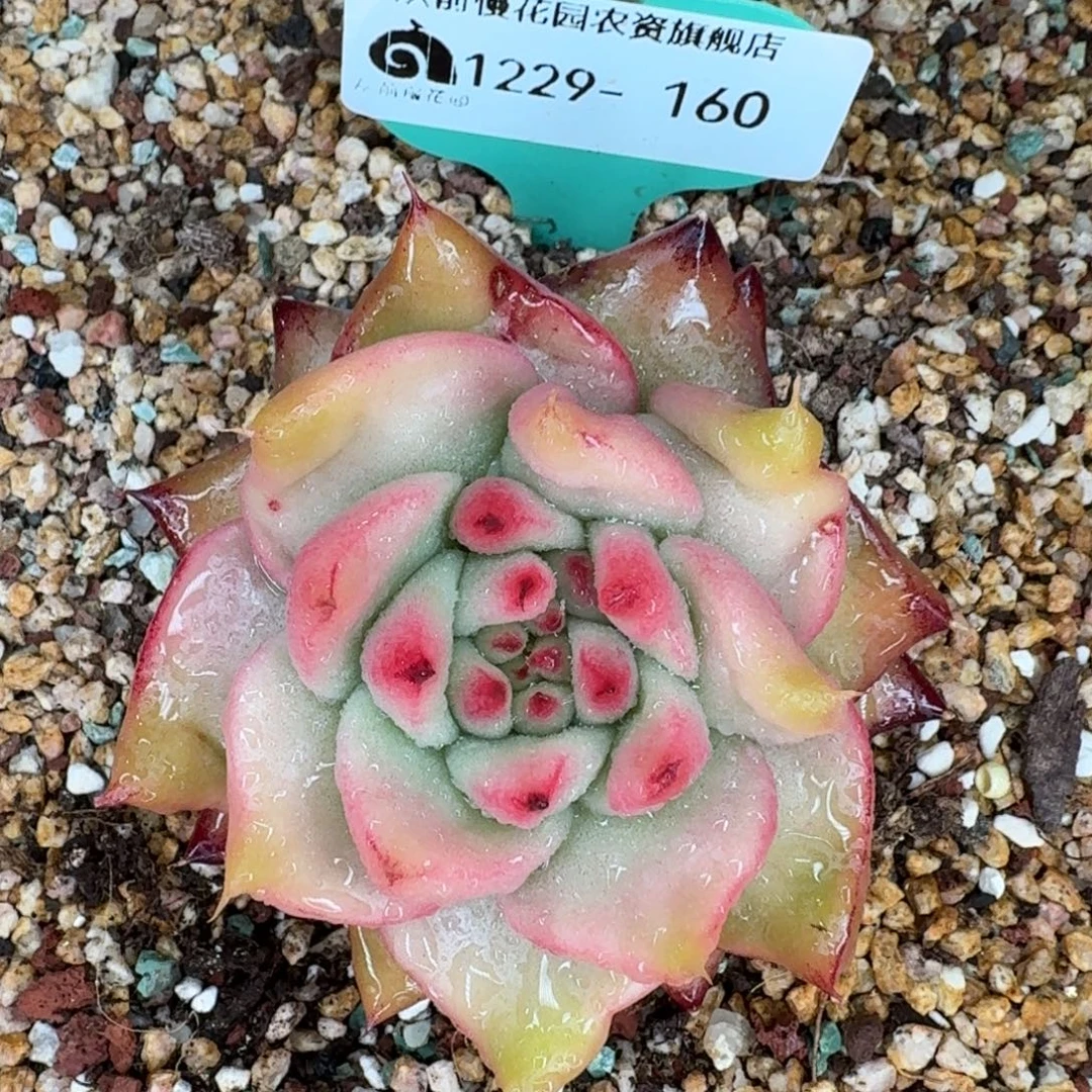 从前慢花园多肉编号1229-160