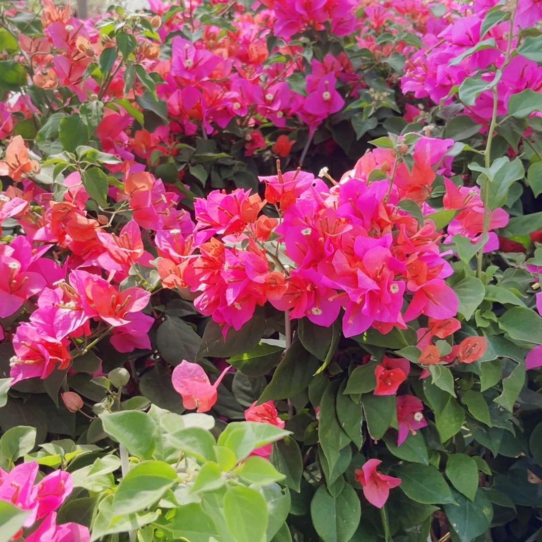 完全开放三角梅粉九月