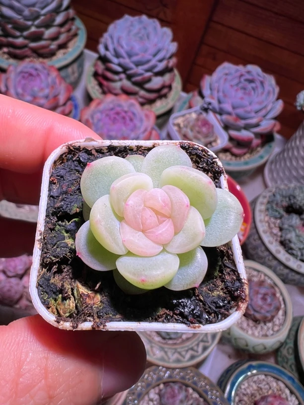 阳阳阳青柠、量拍随机发 多肉植物