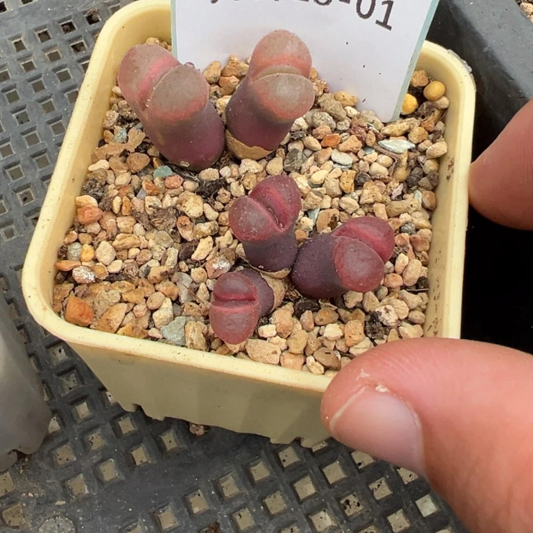 毛***美18-01肉锥多肉植物，
