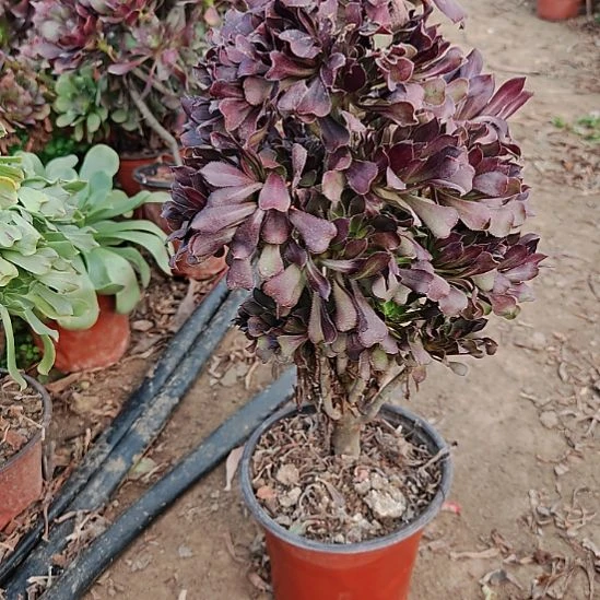 黑法师加急发货23