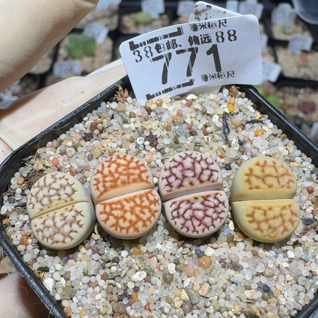 zzzzz精品生石花771
