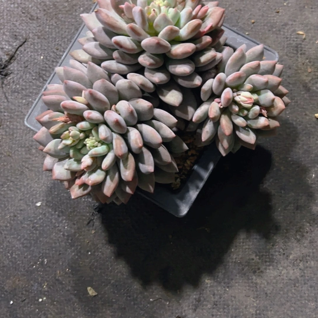 种****匠三头群生一个无名美人