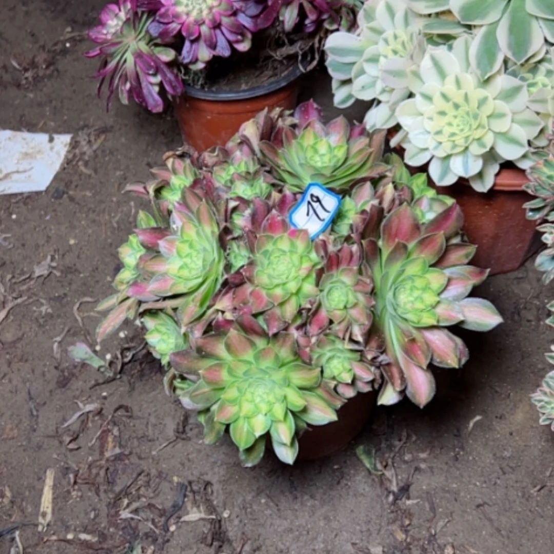 【闪购商品】多肉植物绍华79