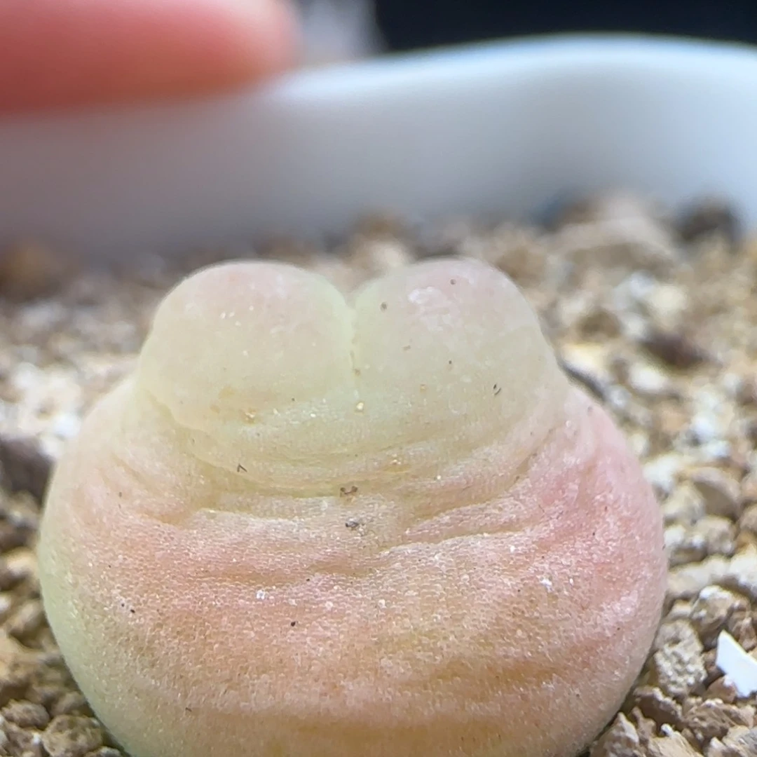 2.13.31/尺寸1.4 紫皮拉登