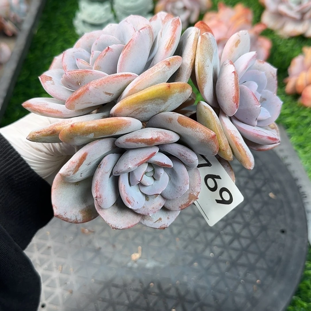 769 多肉 售后范围，签收起7天内