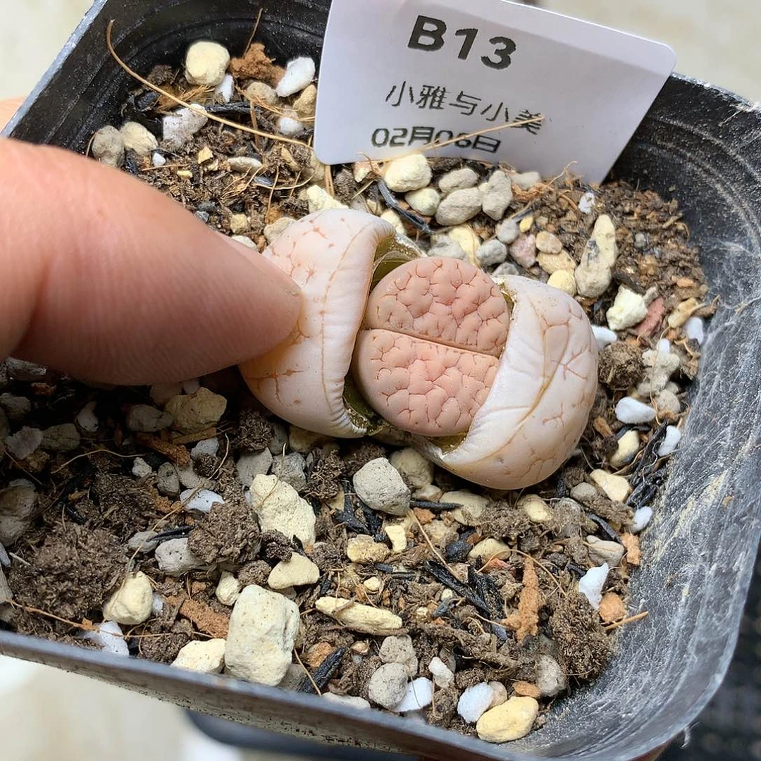 B13多肉植物保护