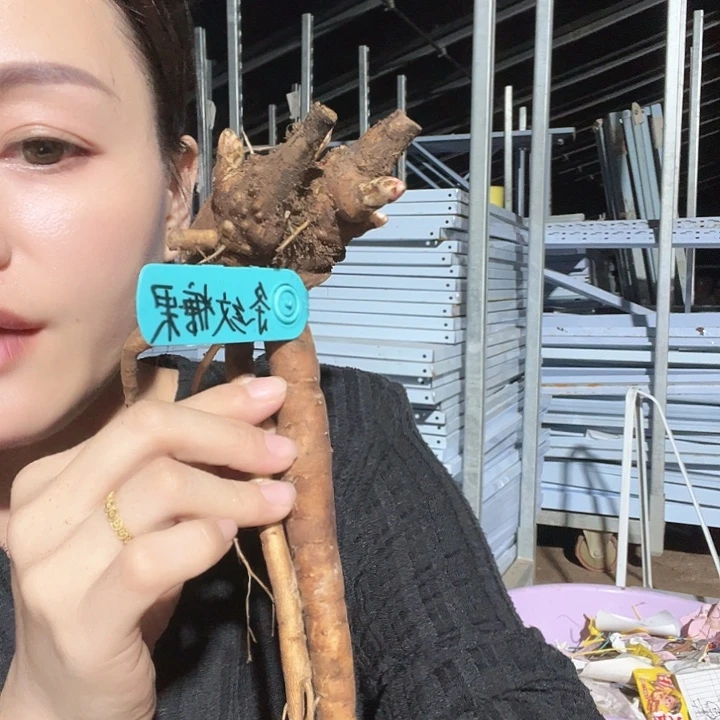 当前无花栽培后可以开花条纹糖果3芽
