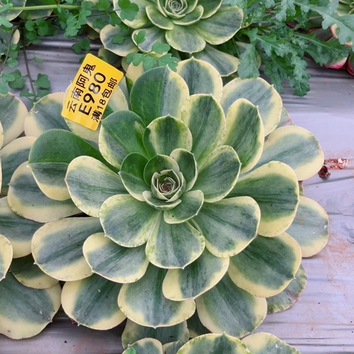 新*香炉盘白锦980多肉植物