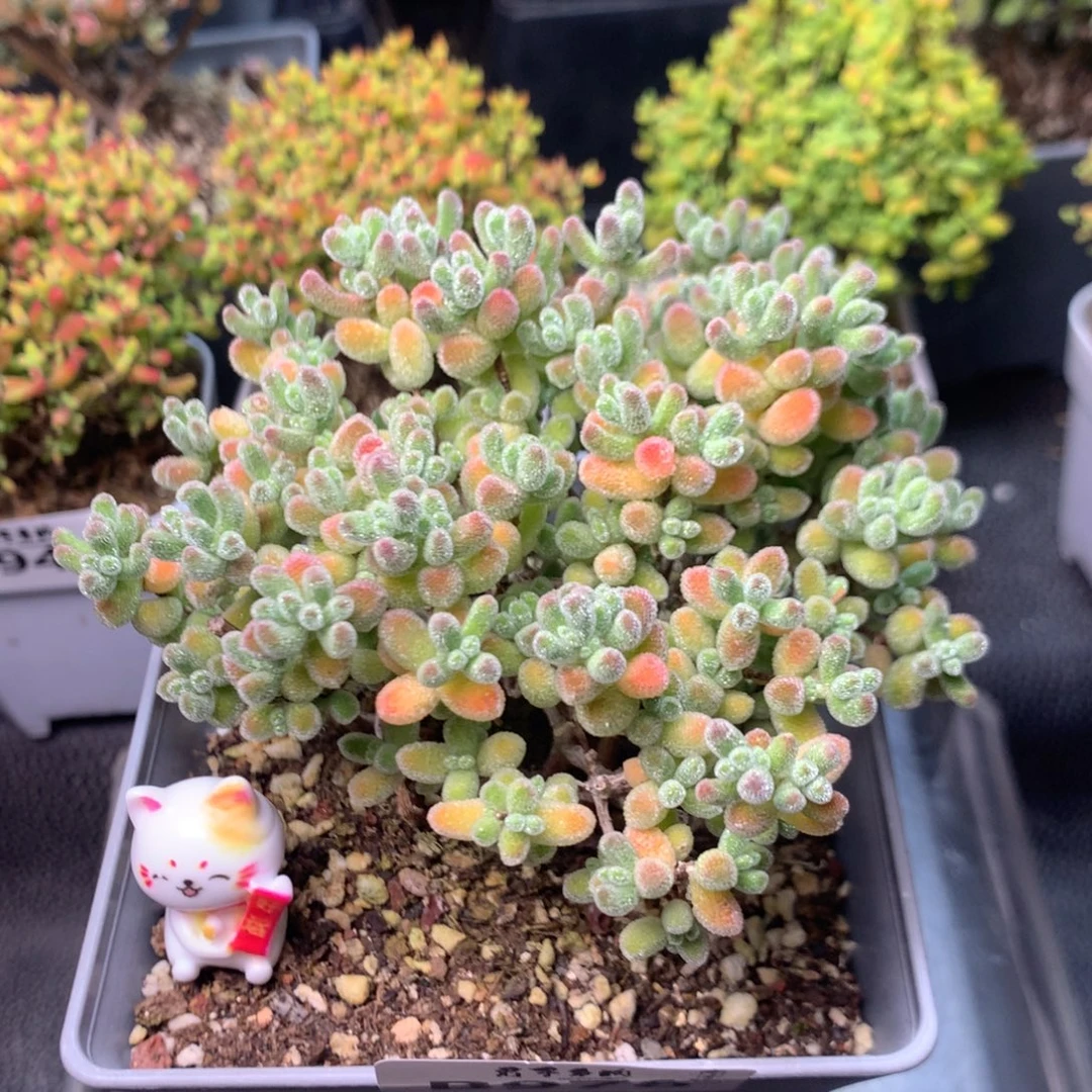 978实生冰晶双十一福利