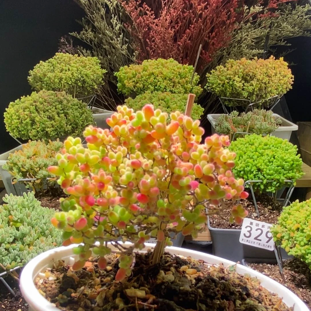 蜜桔枝干番杏862