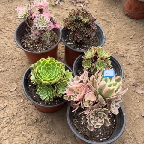 326多肉植物组合，