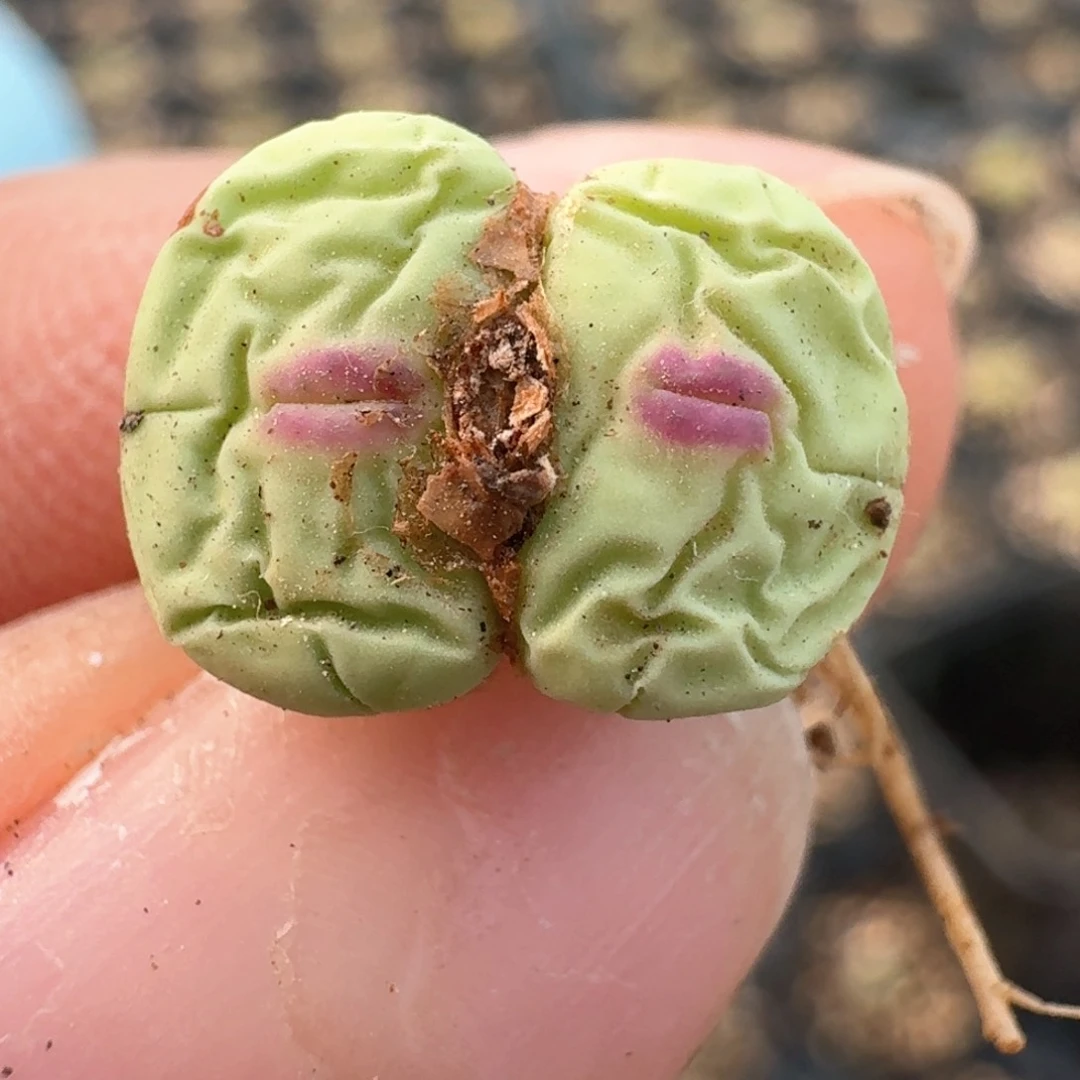 155中嘴00000000000