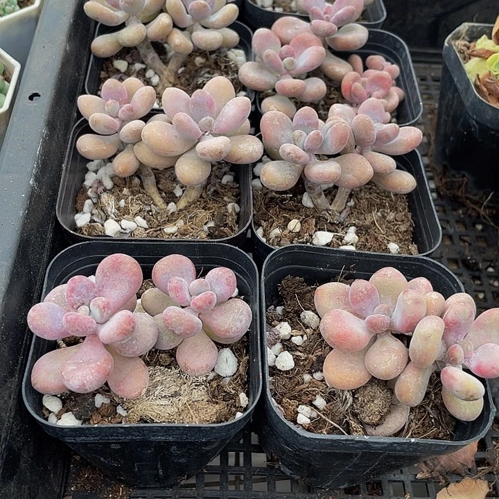 双头桃蛋带盆土发货