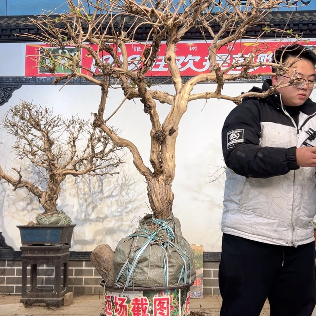 无花朵金银花55555555588880。  99