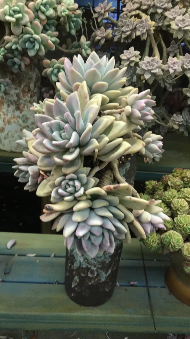 整装无砍老桩奥普琳娜