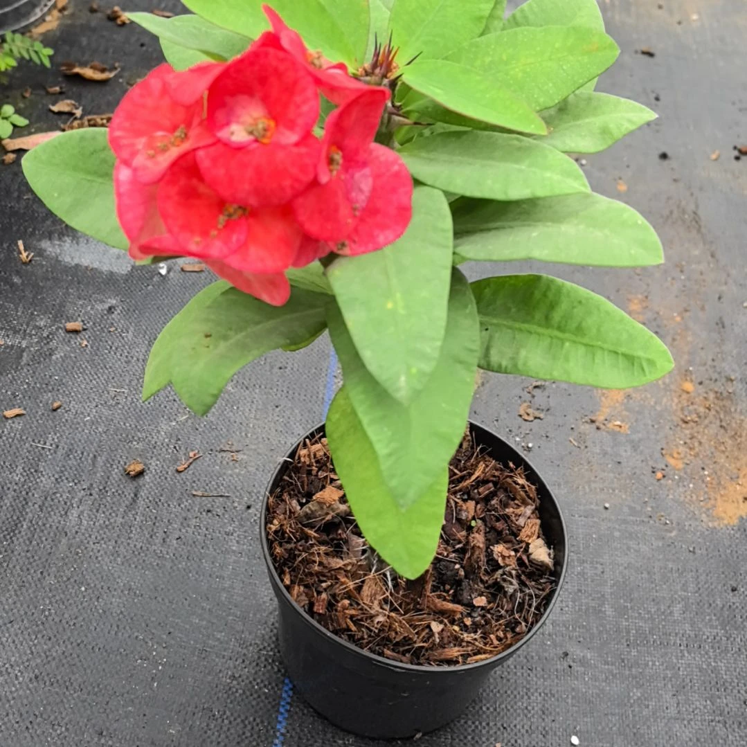 怀***念完全开放斑马直播间一物一拍