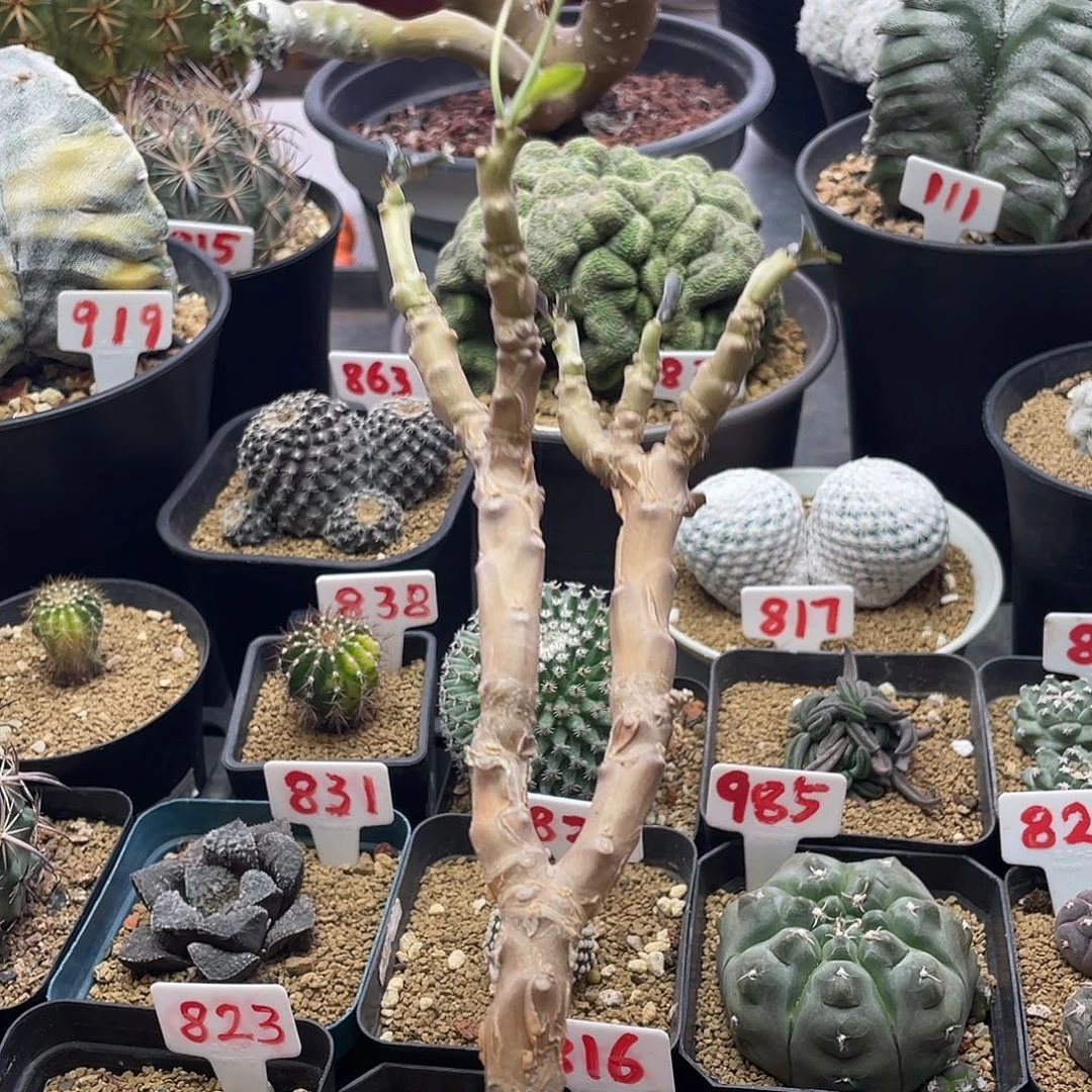 实生老桩紫背美尻厚敦菊
