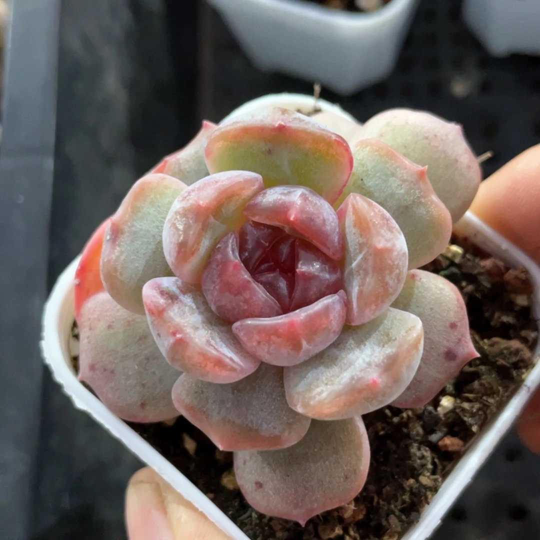 优选红恋福利1243