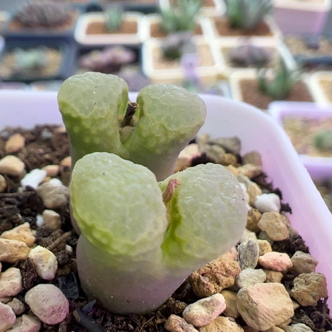 开播福利 肉锥植物