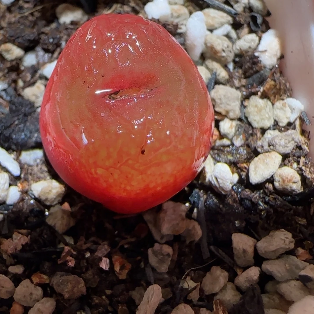 肉锥多肉植物百科-红宝石1531