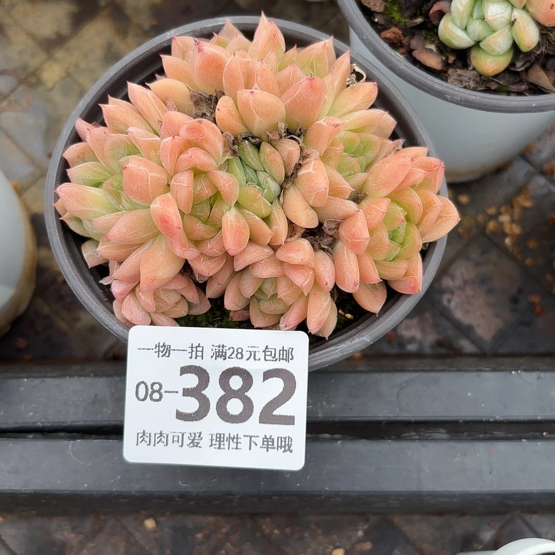 爱莎多肉无盆土发货无盆