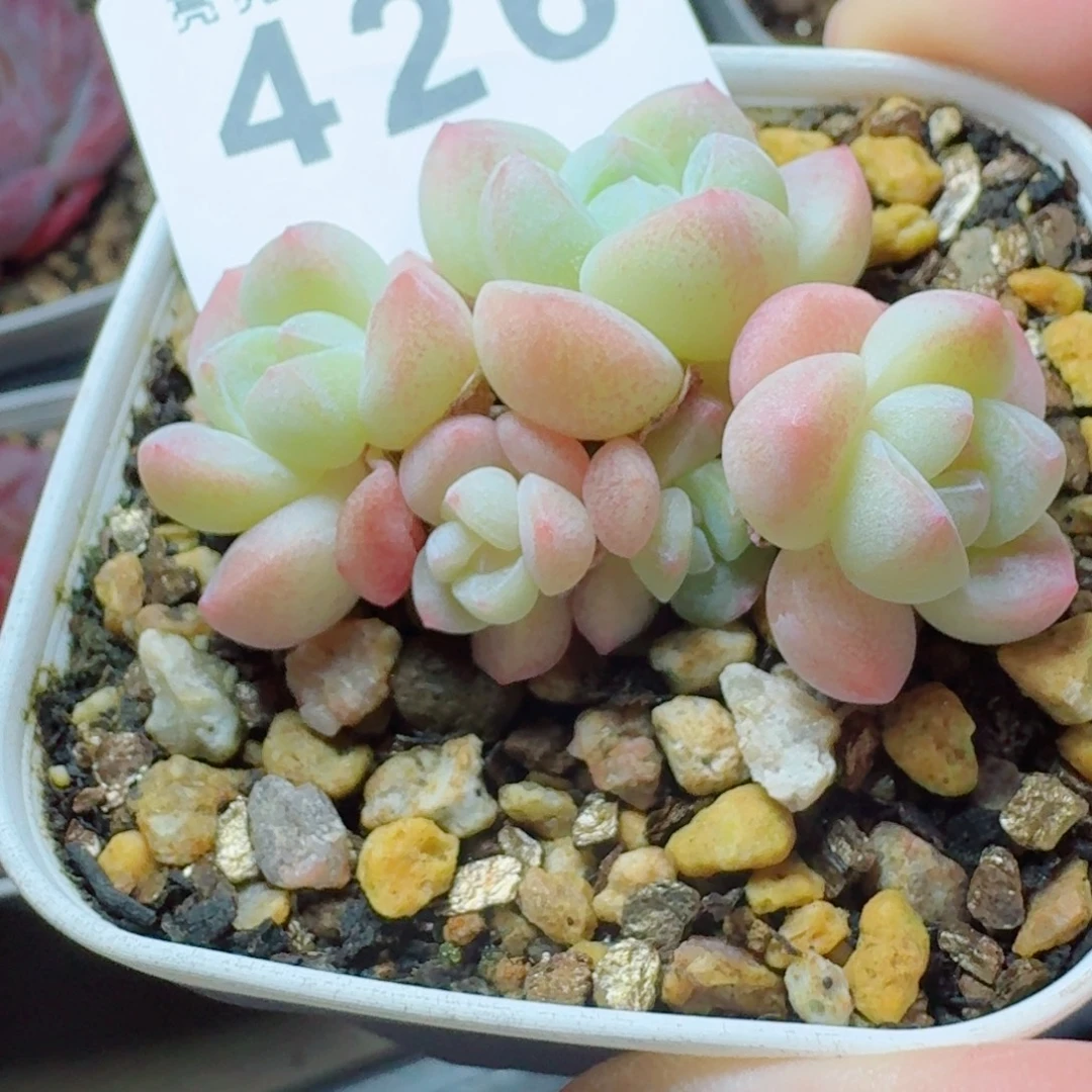 小脸冰玉        精美多肉植物