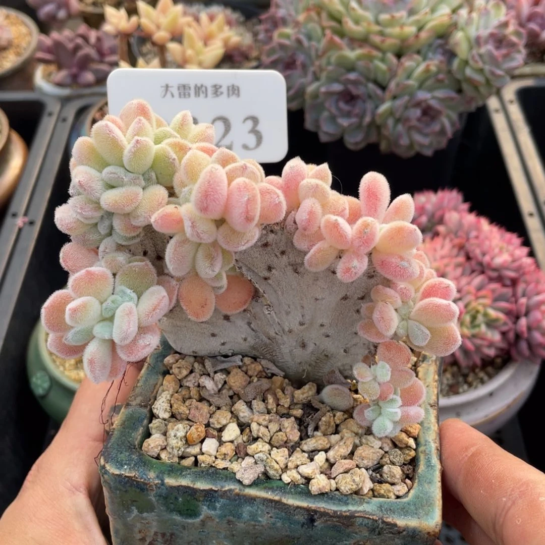 323雪晃星不带盆10厘米