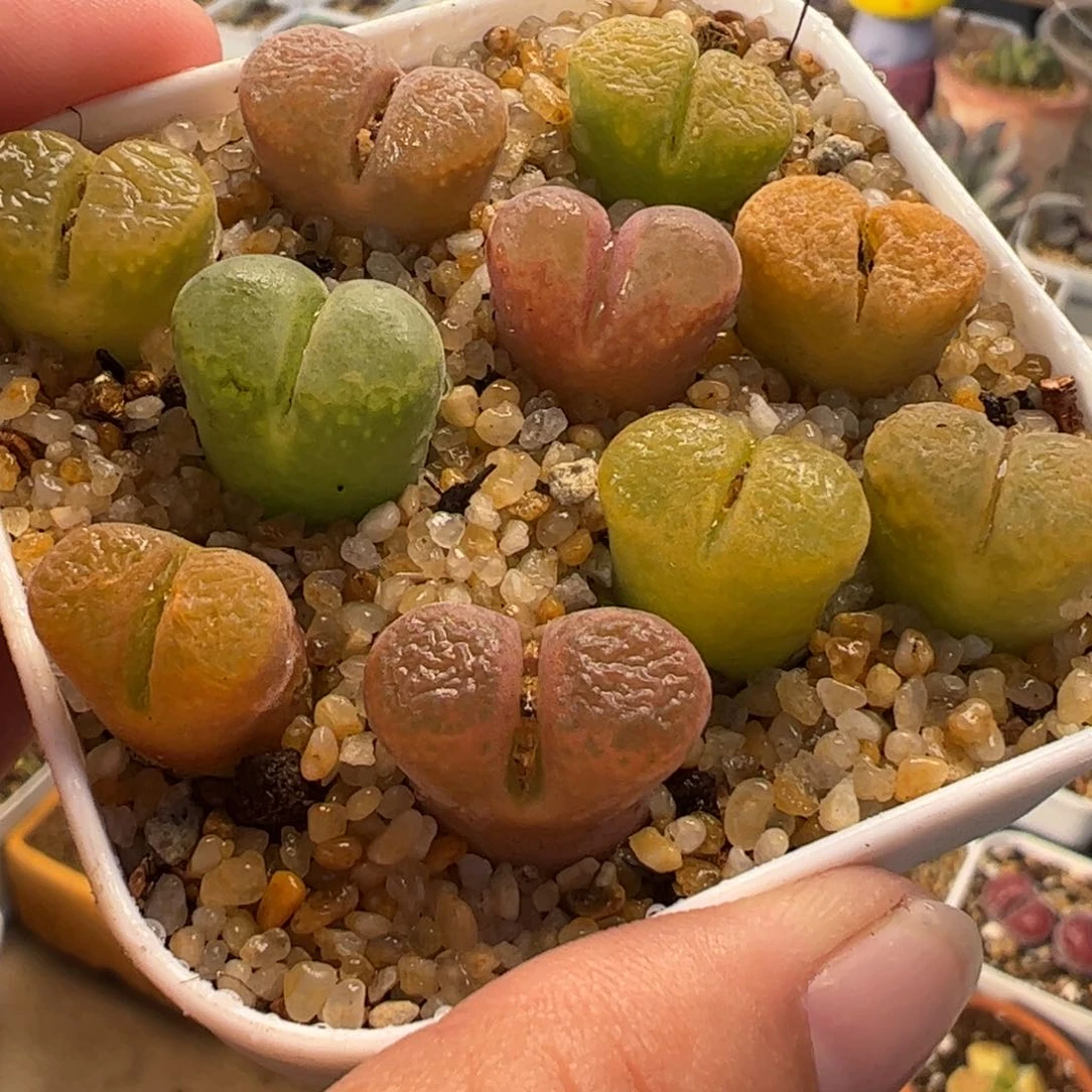 051多肉植物百科