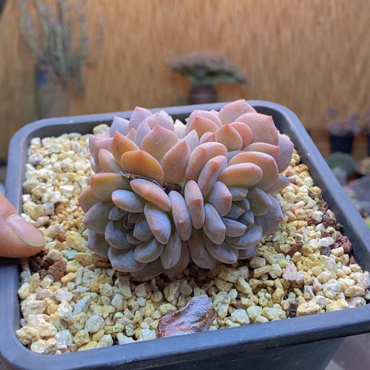 ****～618号星影多肉植物