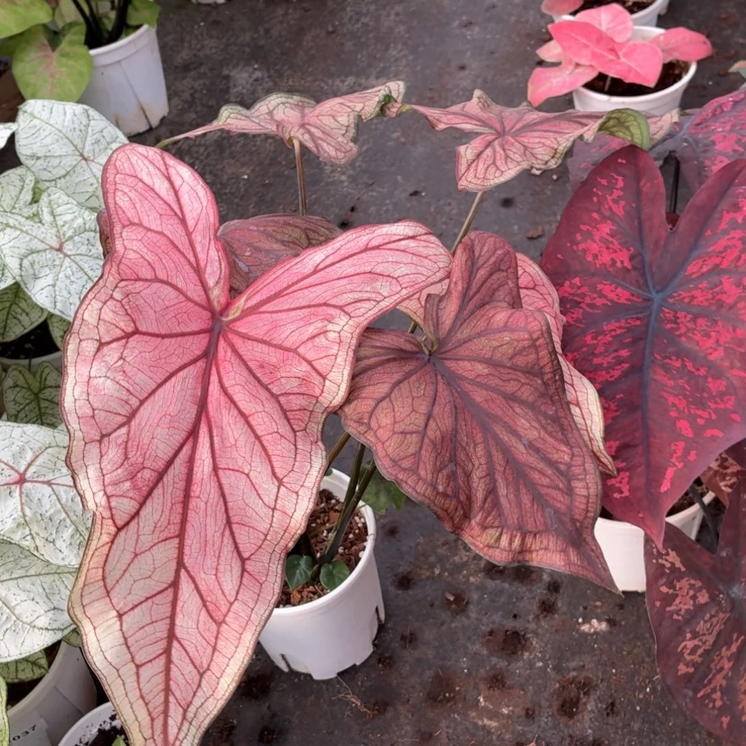 嗨***大部分花苞少量开放B180