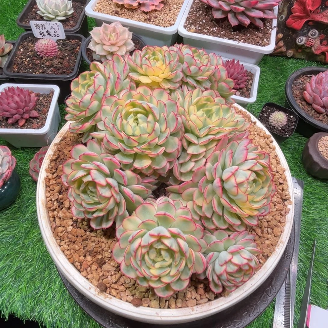 梦幻玫瑰锦，一物一拍。