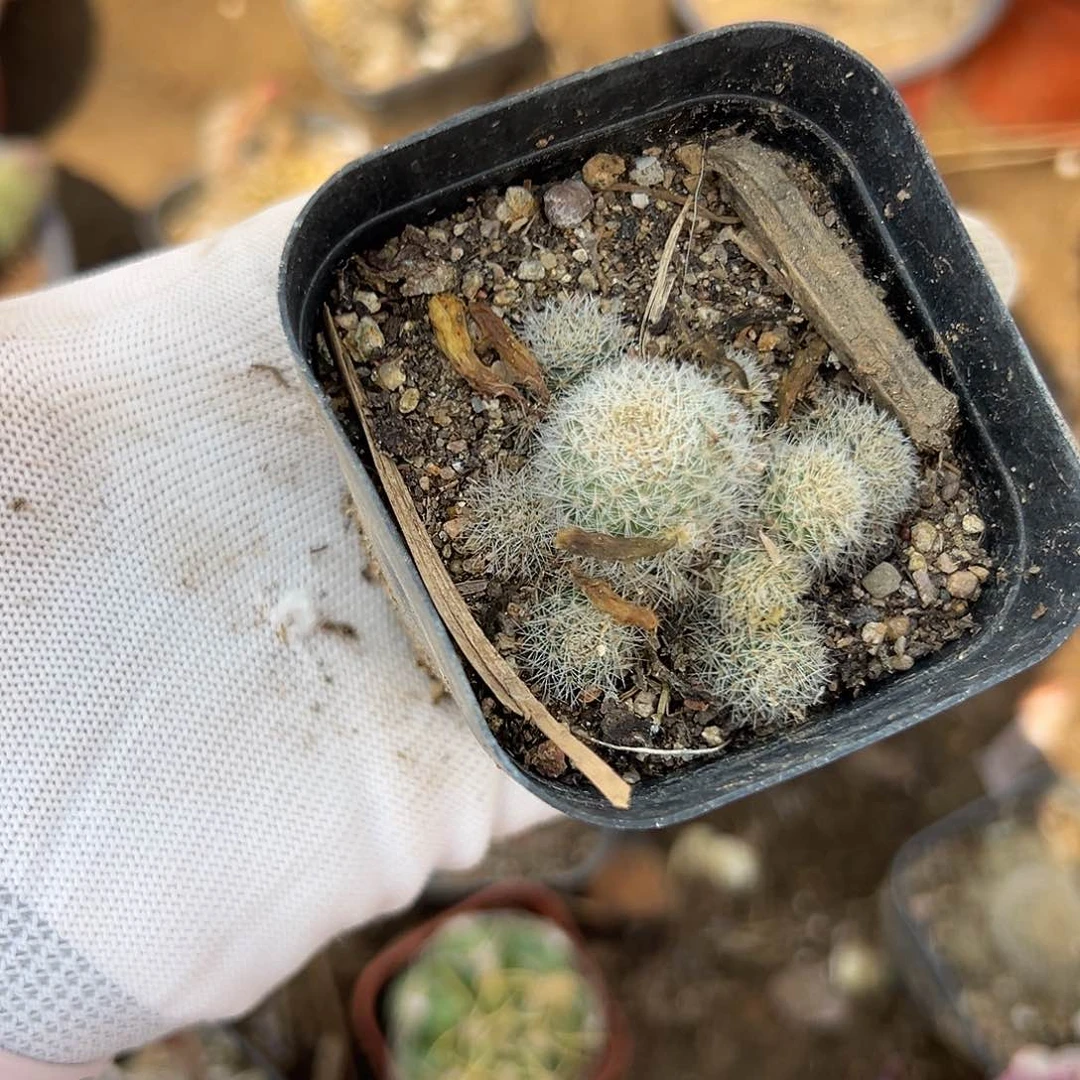 多肉植物多肉植物