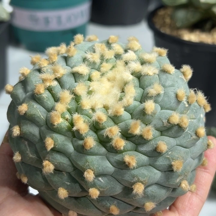 L****s806 可帮发根可发货