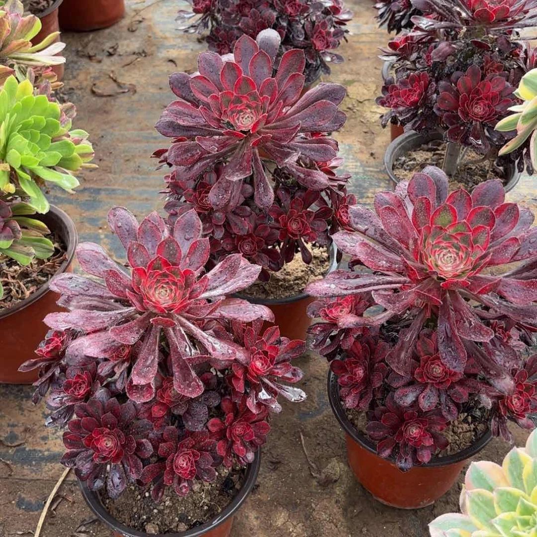 香奈儿9.9多肉植物