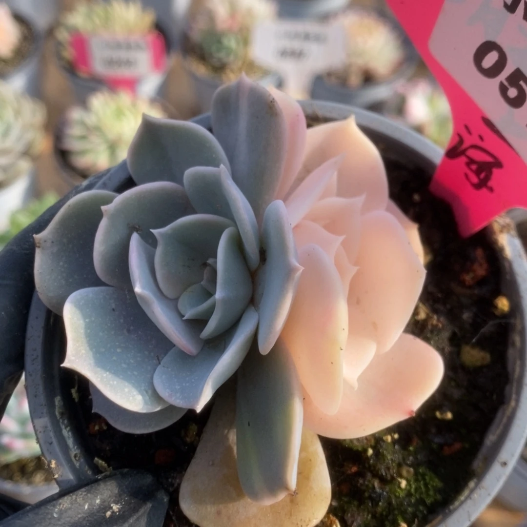 517双子座锦锦锦锦锦