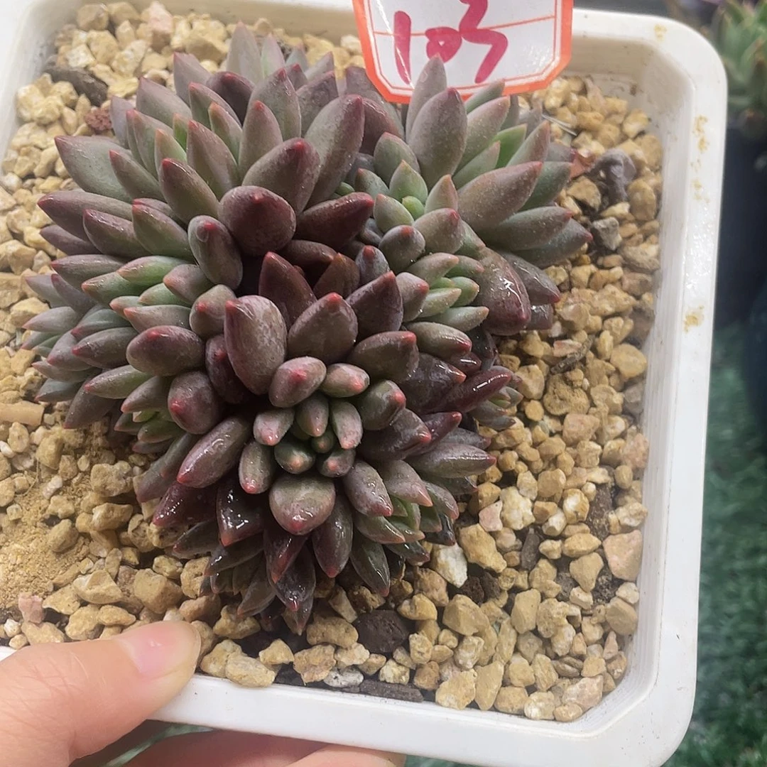 103一物一一拍一拍