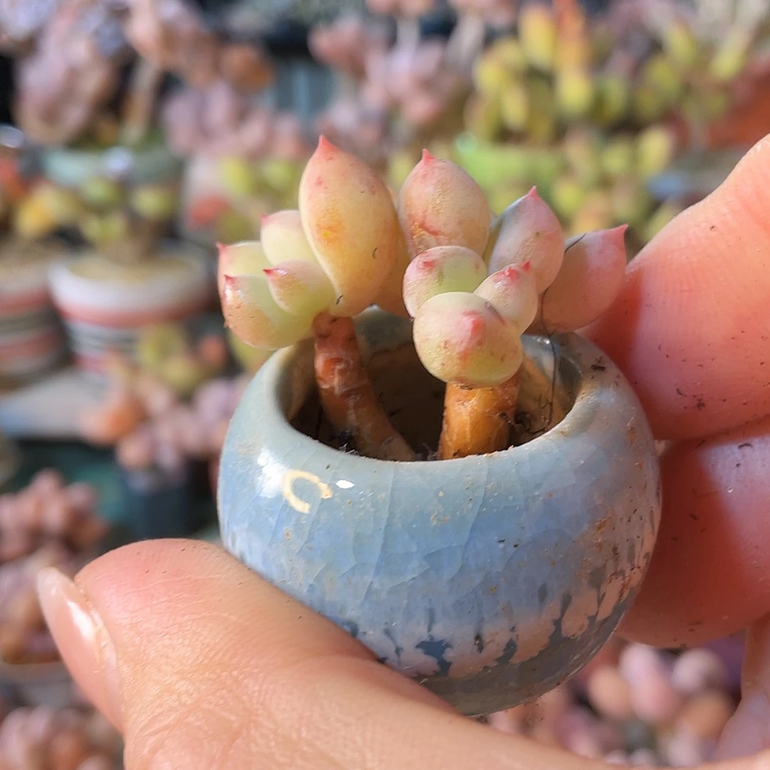 ****喵多肉植物的生长发育和生长