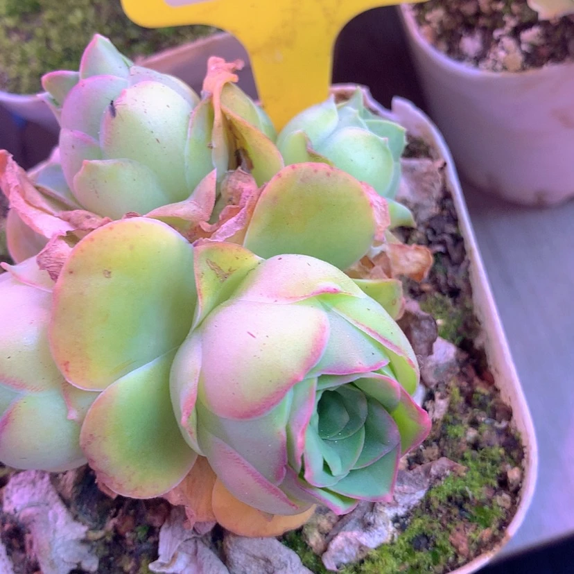 【闪购商品】yjj384