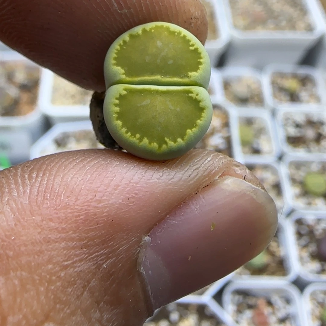781 生石花大棚直播