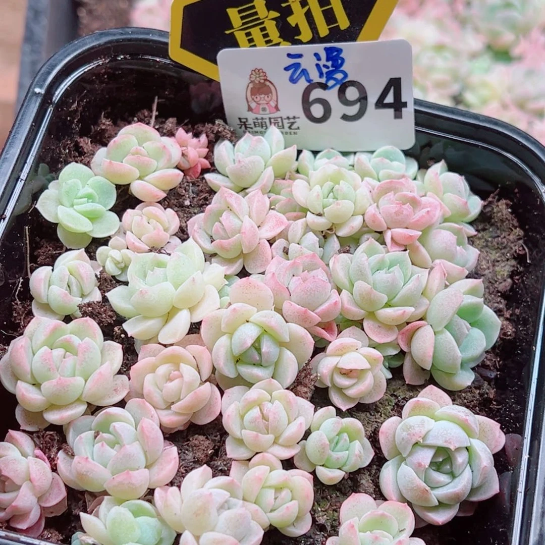 当前无花朵，栽培后可花朵