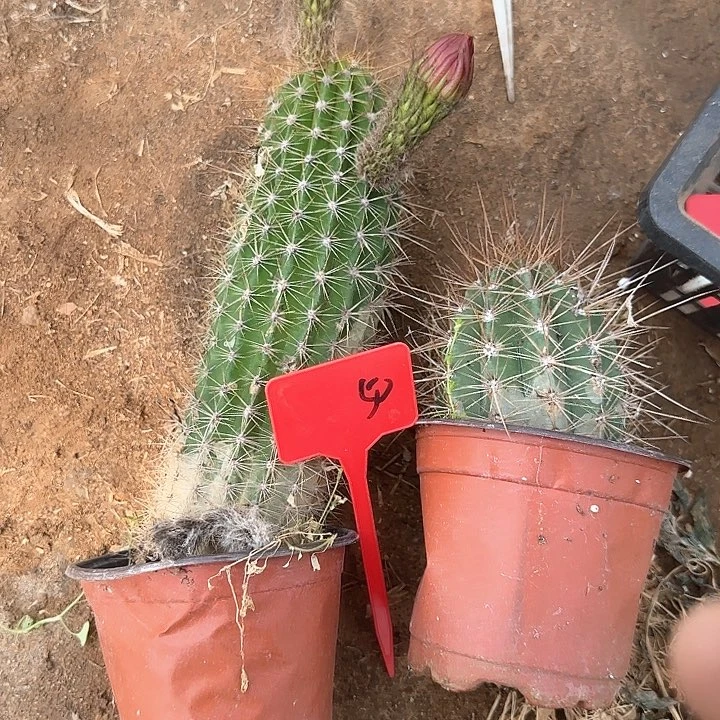 小*50号毛花柱一组瑕疵两个50