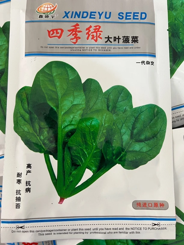 四季绿大叶菠菜籽适合庭院种植