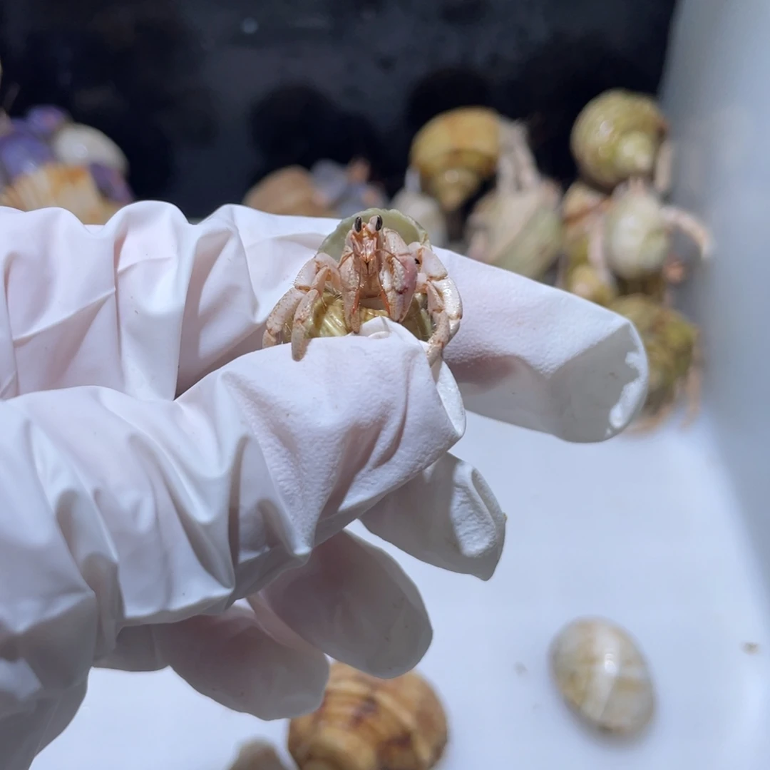 H2 寄居蟹紫陆粉白色1.1口