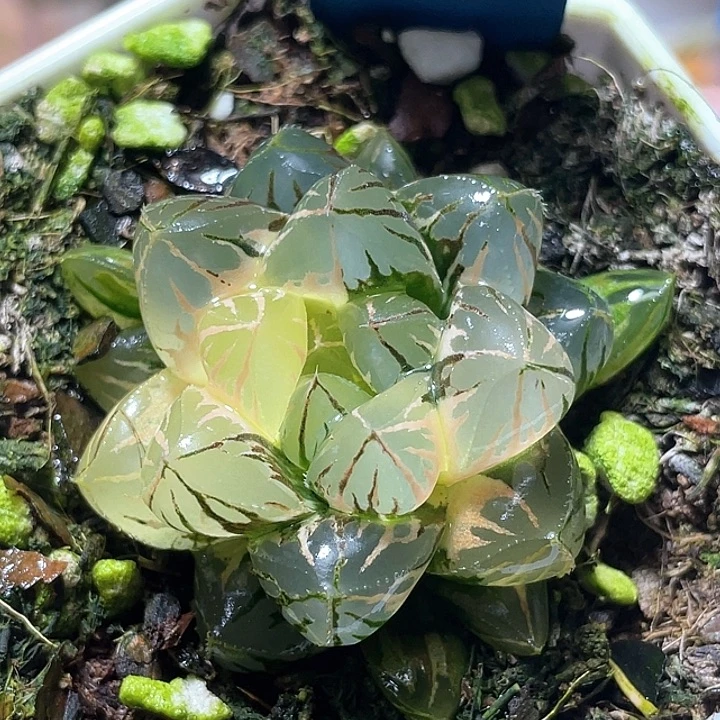 792水晶实生锦特选福利