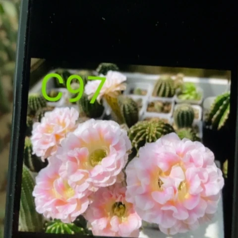无花朵c97 号彩草仙人球侧芽2+