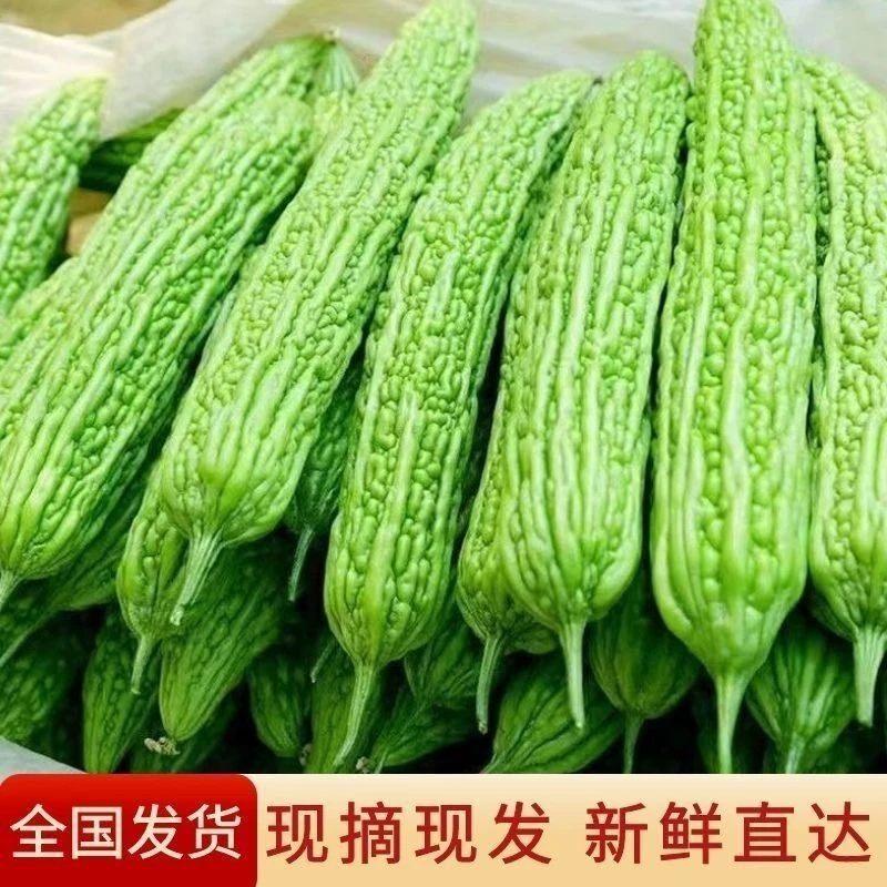 农家现摘自种新鲜苦瓜绿色时令蔬菜整箱包邮