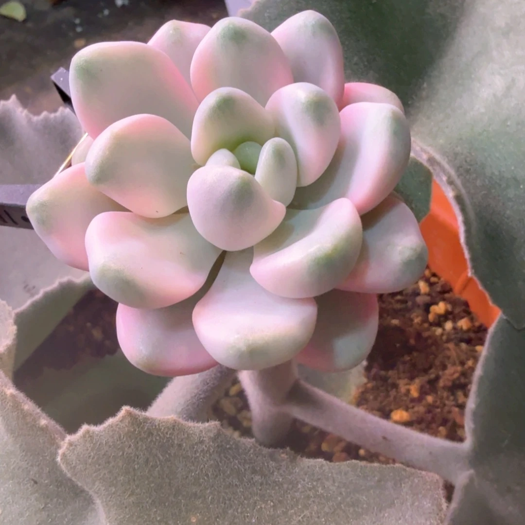 花瓣鹿锦 多肉植物